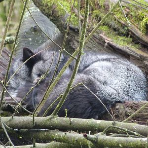 Red Fox - 01/15/2022