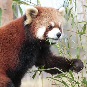 Red Panda - 01/15/2022