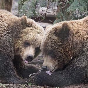 Grizzly Bears (Juvenile) - 01/15/2022