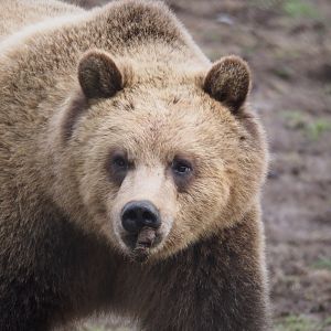 Grizzly Bear (Juvenile) - 01/15/2022