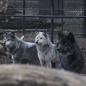 Grey Wolves (Adults) 01/15/2022