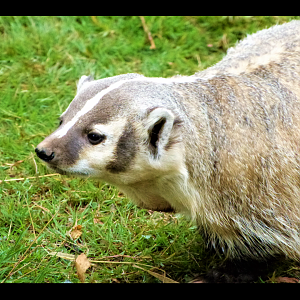American Badger - 08/2021