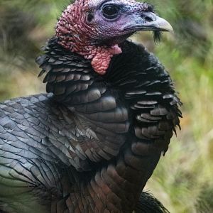 Jan. 2022 - Wild Florida - Wild Turkey