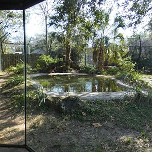 Jan. 2022 - Wild Florida - American Black Bear Exhibit - Left Side