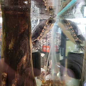 ZooAmerica - Southern painted turtle in entrance/gift shop