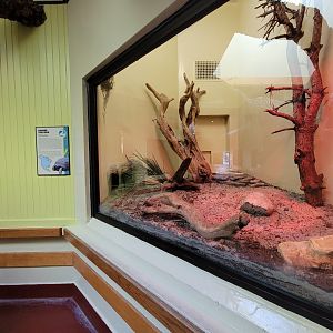 ZooAmerica - Gopher tortoise, including nest window