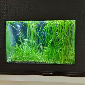 ZooAmerica - Florida gar