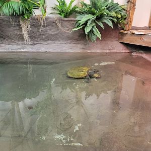 ZooAmerica - new alligator snapping turtle