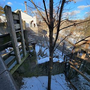 ZooAmerica - End of canada lynx from above