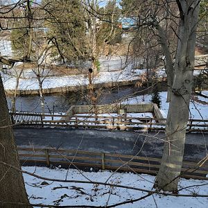 ZooAmerica - Porcupines from above