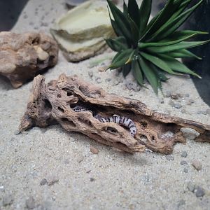 ZooAmerica - western banded gecko