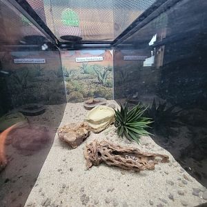 ZooAmerica - western banded gecko