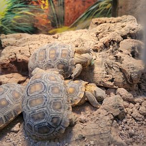 ZooAmerica - Desert tortoises, born Sept 22 2021