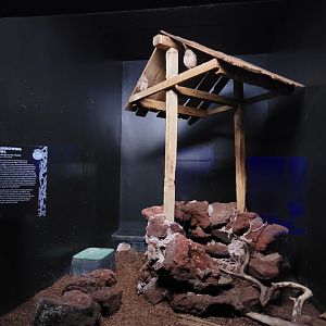 ZooAmerica - Burrowing owls, next to ringtails