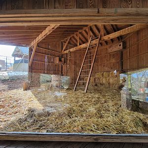 ZooAmerica - Barn owl