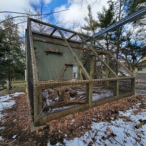 ZooAmerica - Bobcats