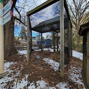 ZooAmerica - Common raven