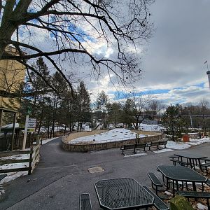 ZooAmerica - Prairie dogs