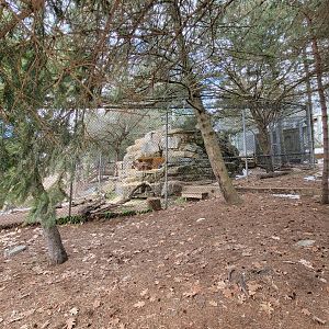 ZooAmerica - Mountain lion