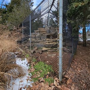 ZooAmerica - Mountain lion