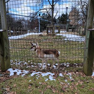 ZooAmerica - Pronghorn