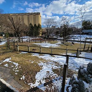 ZooAmerica - Pronghorn with views of prairie dogs, black bears