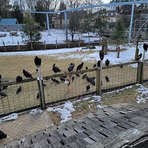 ZooAmerica - Pronghorn, tagged black vultures
