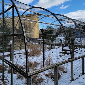 ZooAmerica - Snowy owls