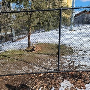 ZooAmerica - White-tailed deer buck
