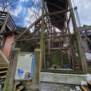 ZooAmerica - American marten from below