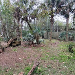 Jan. 2022 - Wild Florida - American Black Bear Right Exhibit