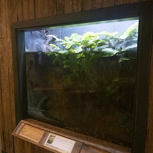 Jan. 2022 - Wild Florida - Reptiles of Florida - Greater Siren Tank