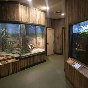 Jan. 2022 - Wild Florida - Reptiles of Florida - Tortoise, Snake + Greater Siren Exhibits