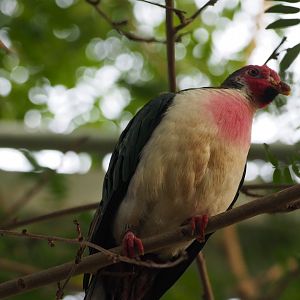 Jambu fruit dove
