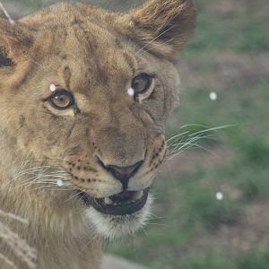 Binti (African lion cub)