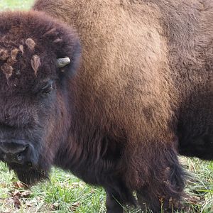 American bison