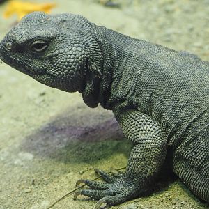 Uromastyx aegyptia
