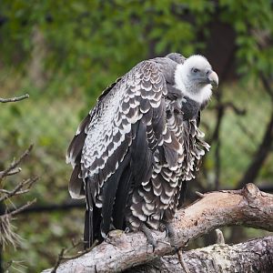 Ruppell's griffon vulture
