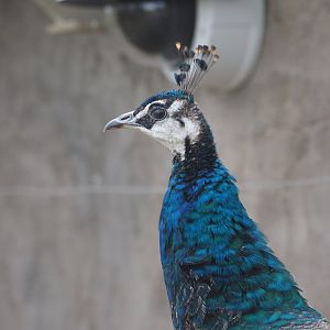 Indian peafowl