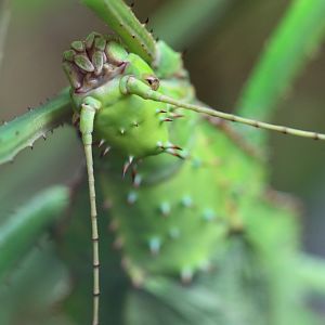 Jungle Nymph at Chester Zoo 30/01/2022