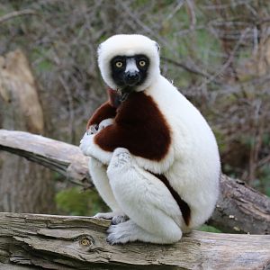 Coquerel's Sifaka at Chester Zoo 30/01/2022