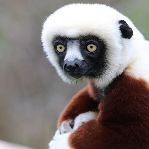 Coquerel's Sifaka at Chester Zoo 30/01/2022