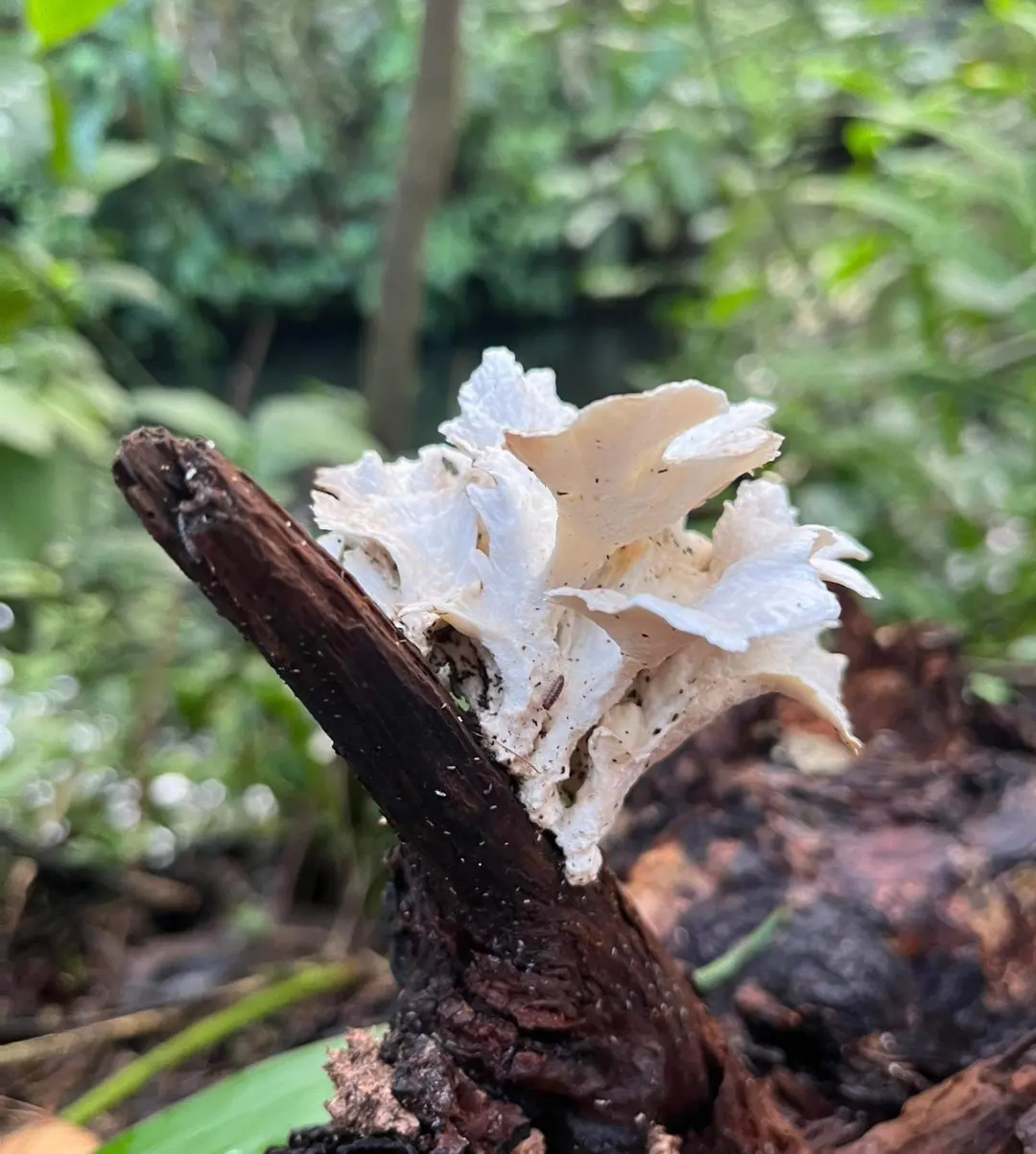 Fungi in burgers bush