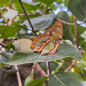 Siproeta stelens in burgers mangrove