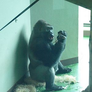 Lowland Gorilla, Pertinax, January 2022