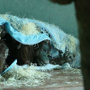 Bornean orangutans, January 2022