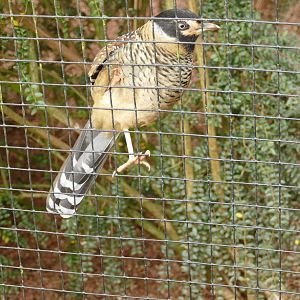 Spotted Laughing Thrush, January 2022