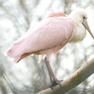 Roseate Spoonbill, January 2022