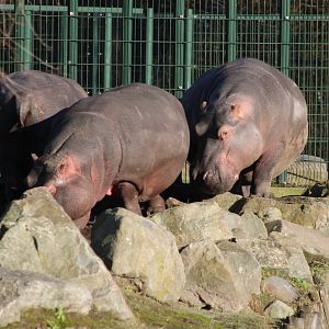 Hippo's