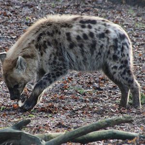 Spotted hyena